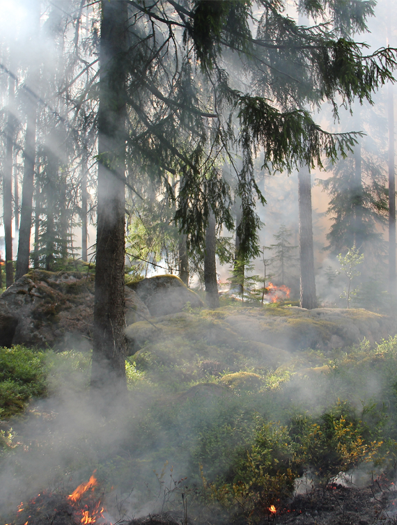 Detecting smoke from forest fires
